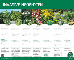 Invasive Neophyten