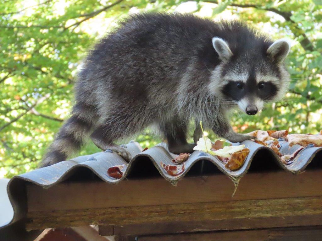 Neobiota Neobiota Land Steiermark