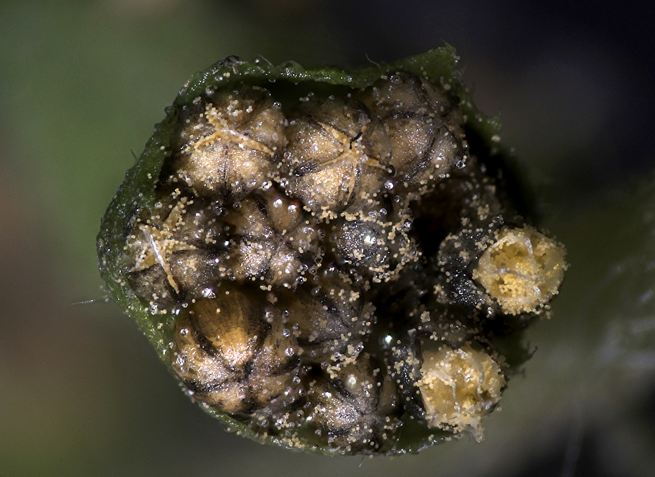 Blütenkörbchen mit männlichen Blüten und Pollen