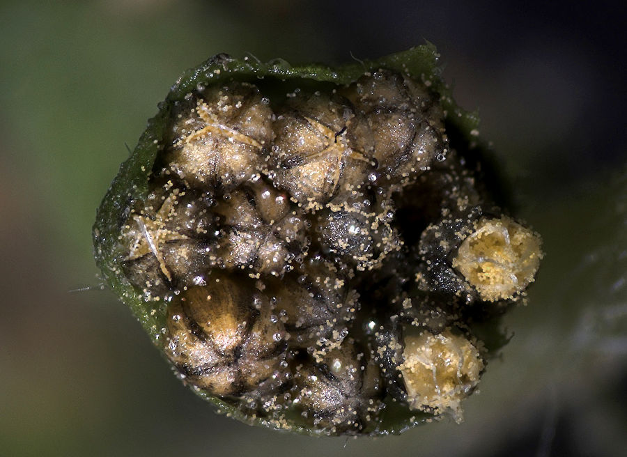 Blütenkörbchen mit männlichen Blüten und Pollen