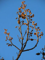 Früchte und Knospenansätze an einem Baum