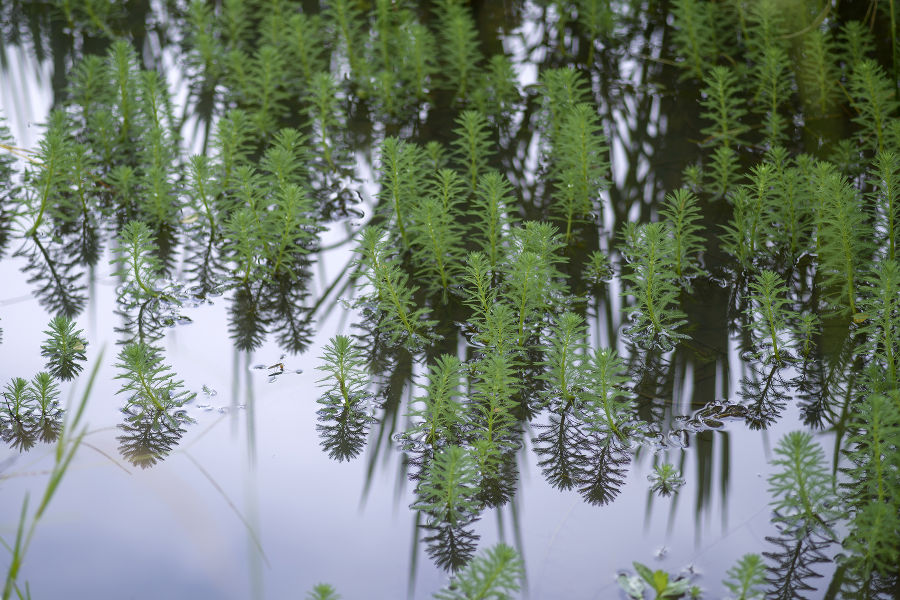 Einzelne Pflanzen auf der Wasseroberfläche