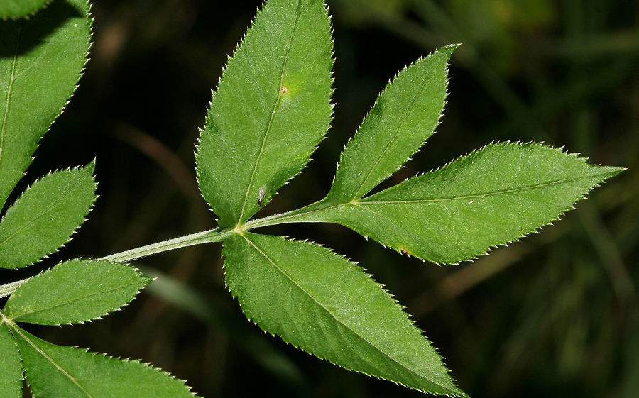 Blatt der Waldengelwurz