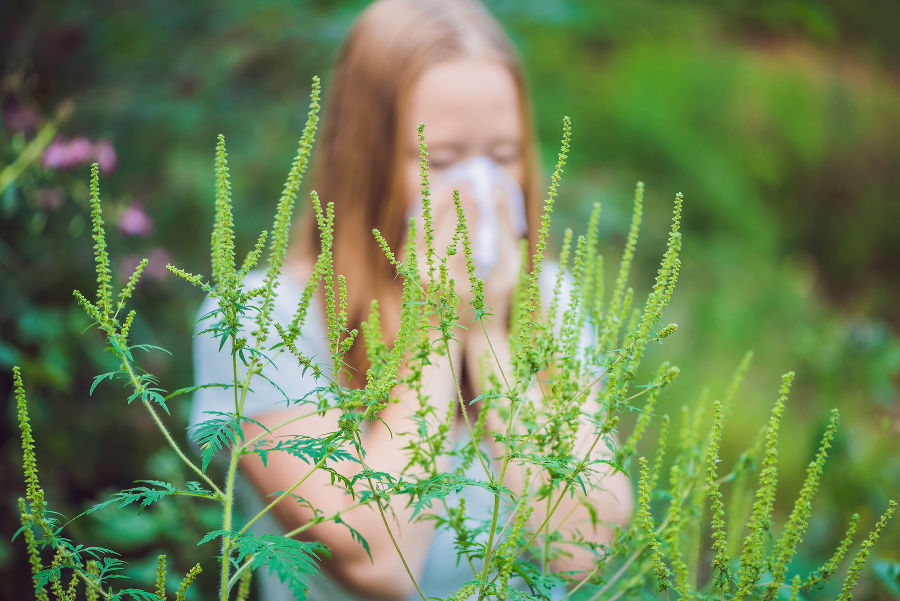 Niesende Ragweedpollen Allergikerin