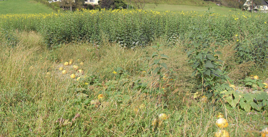 Blühender Dominanzbestand in einem Kürbisfeld