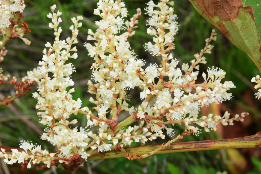 Blütenstand mit Einzelblüten