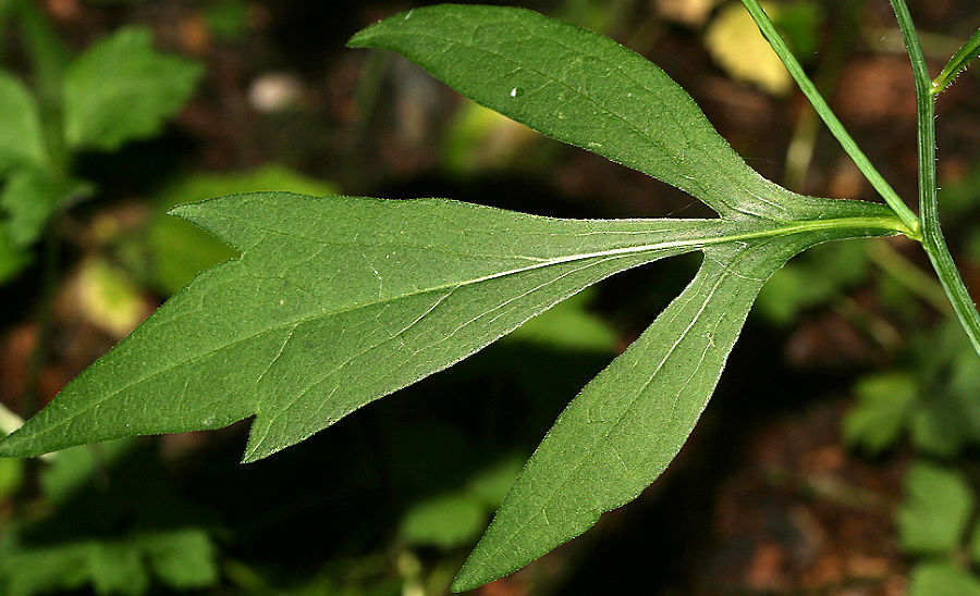 5-spaltiges Blatt im mittleren Bereich der Pflanze 5-spaltiges Blatt im mittleren Bereich der Pflanze