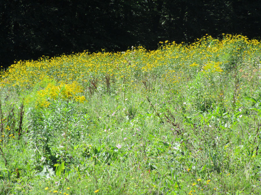 Rudbeckien- und Goldrutenbestände auf einer Wiesenbrache