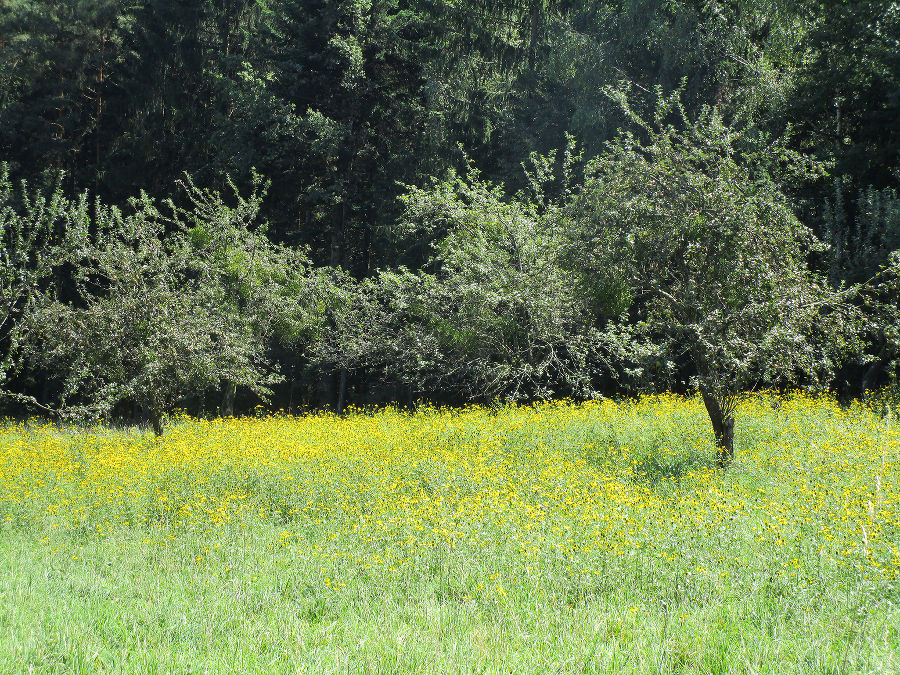 Dominanzbestand in einer Streuobstwiese