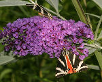 Violetter Blütenstand des Sommerflieders mit zwei Spanischen Flaggen © W. Obermayer