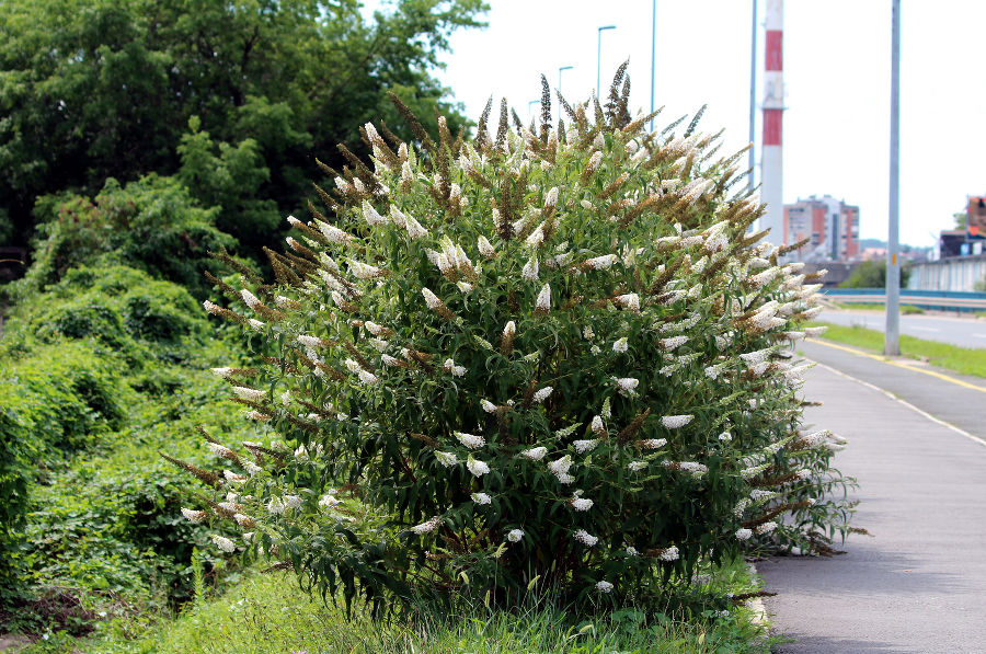 Weiß blühender Strauch am Straßenrand