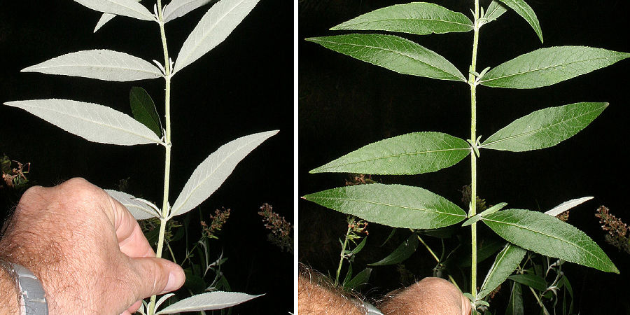 Zweig links mit filzigen Blattunter- und rechts mit Blattoberseiten