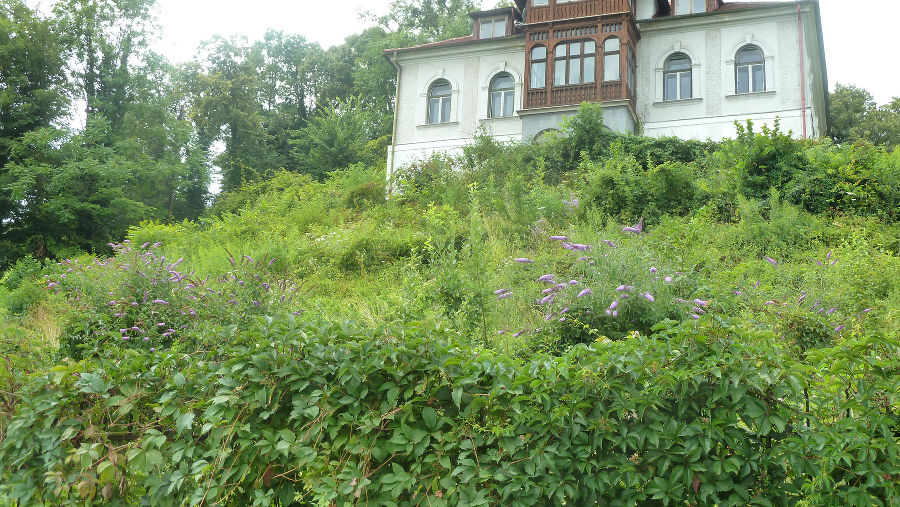 Aufgekommene, blühende Pflanzen in einem verwilderten Garten