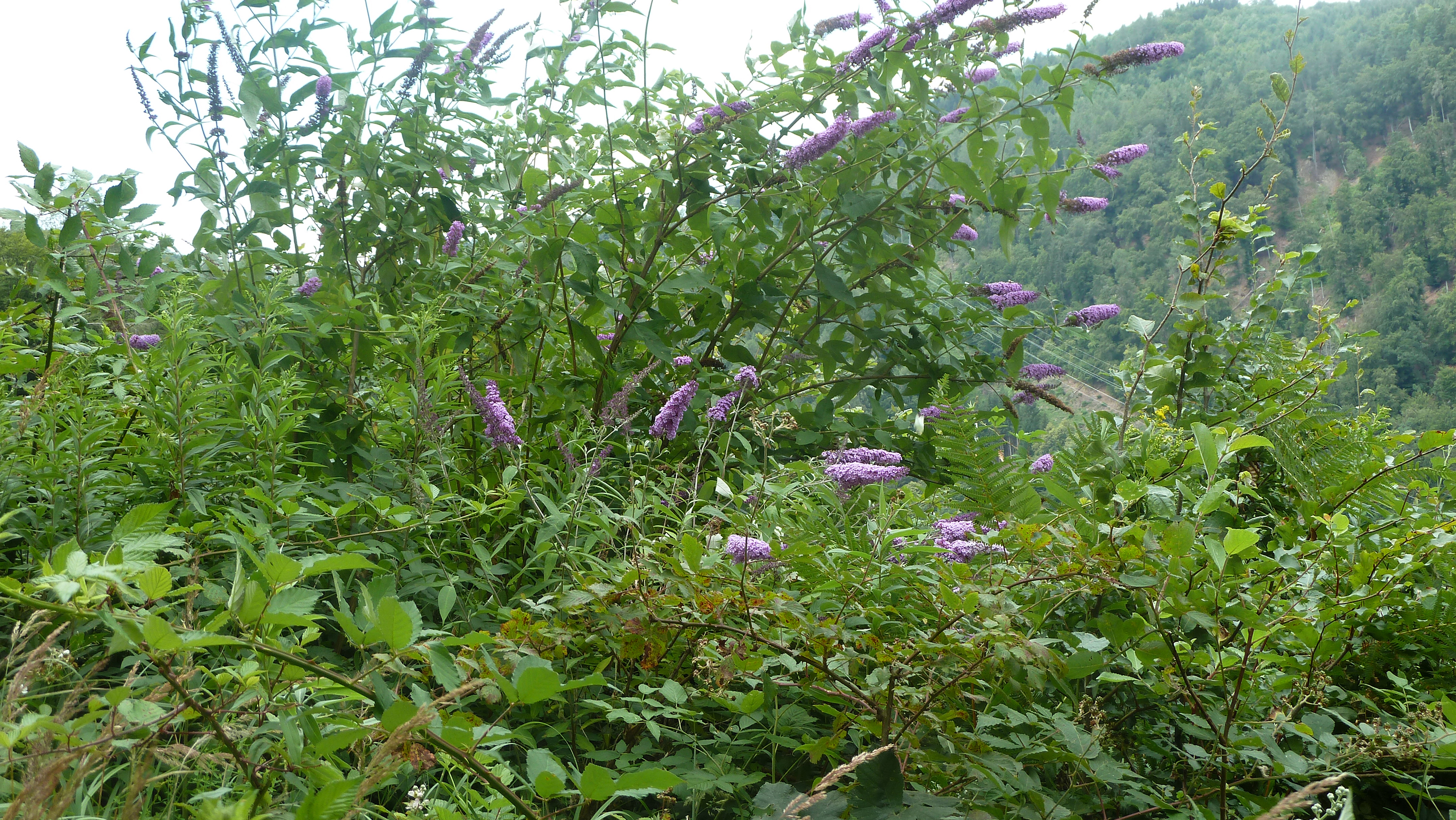 Blühende, verwilderte Sträucher entlang eines Forstweges