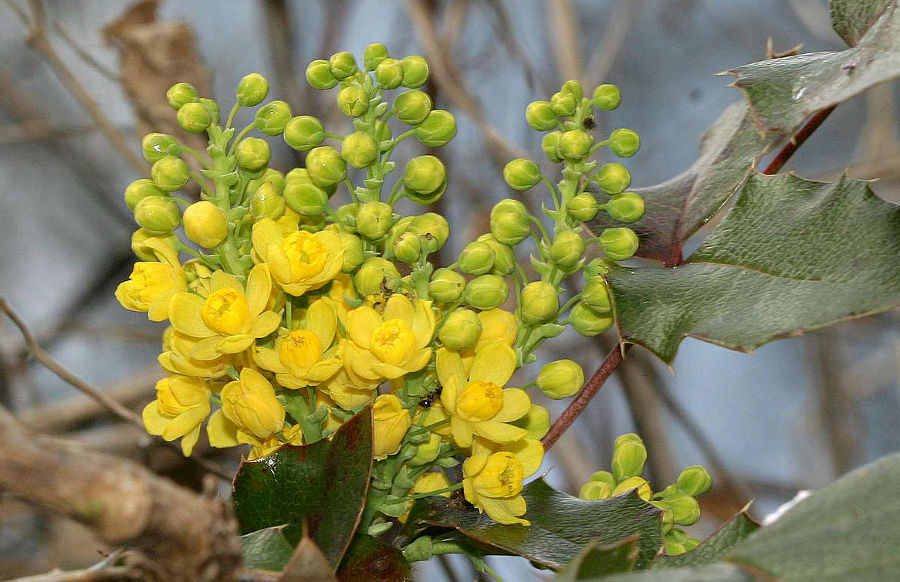 Blütenstand mit Einzelblüten