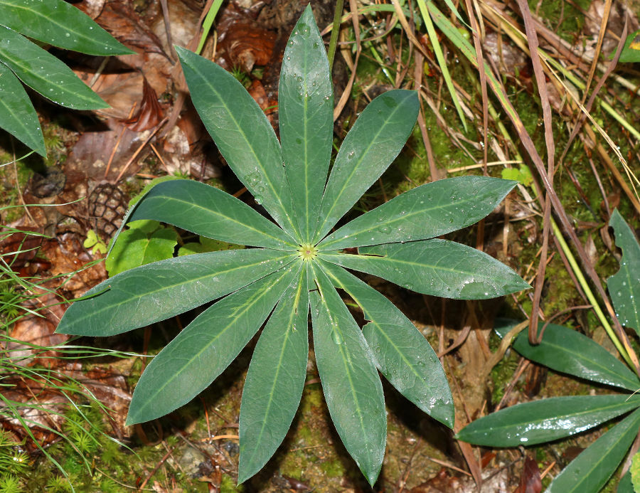 Fingerförmiges Blatt