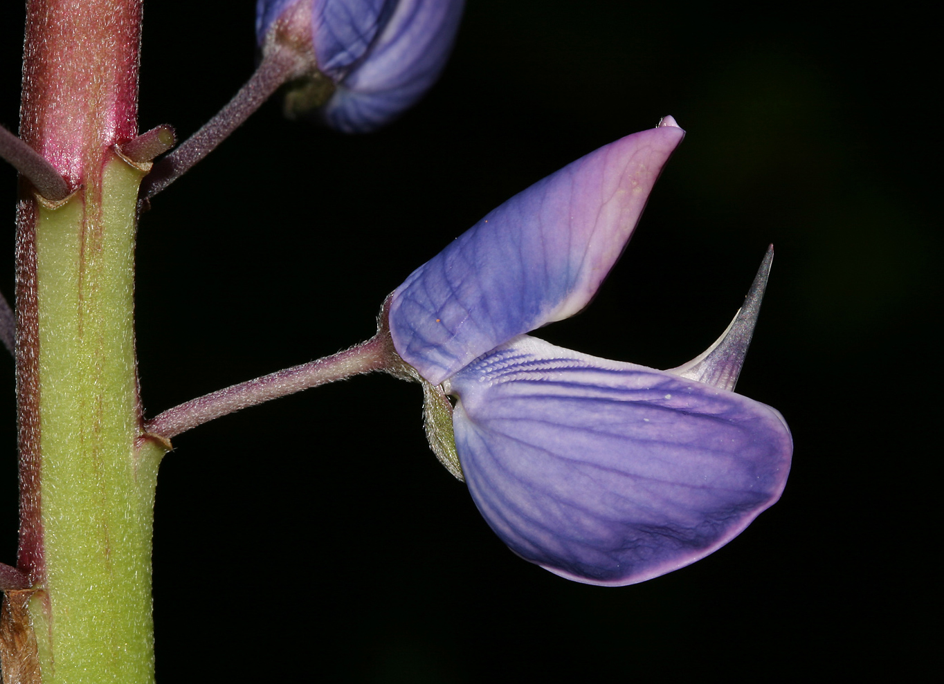 Blüte im Detail