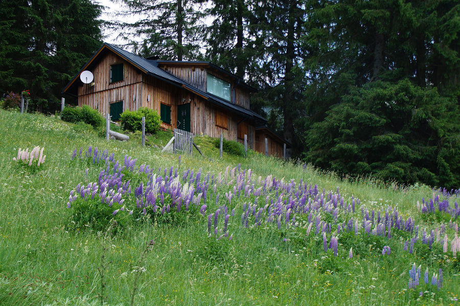 Verwilderte Lupinen auf einer Bergwiese