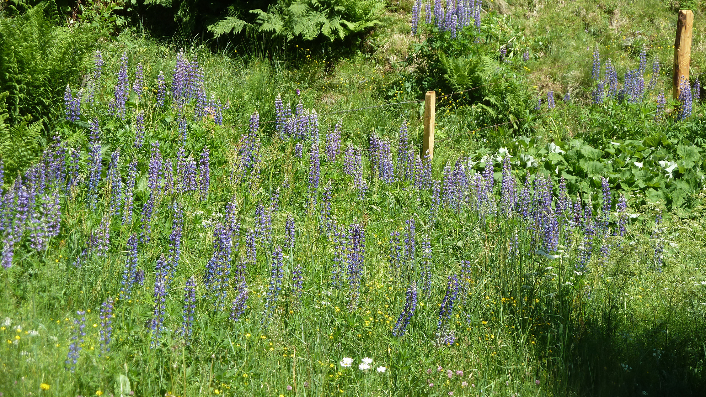 Verwilderte Lupinen in einem Schutzgebiet