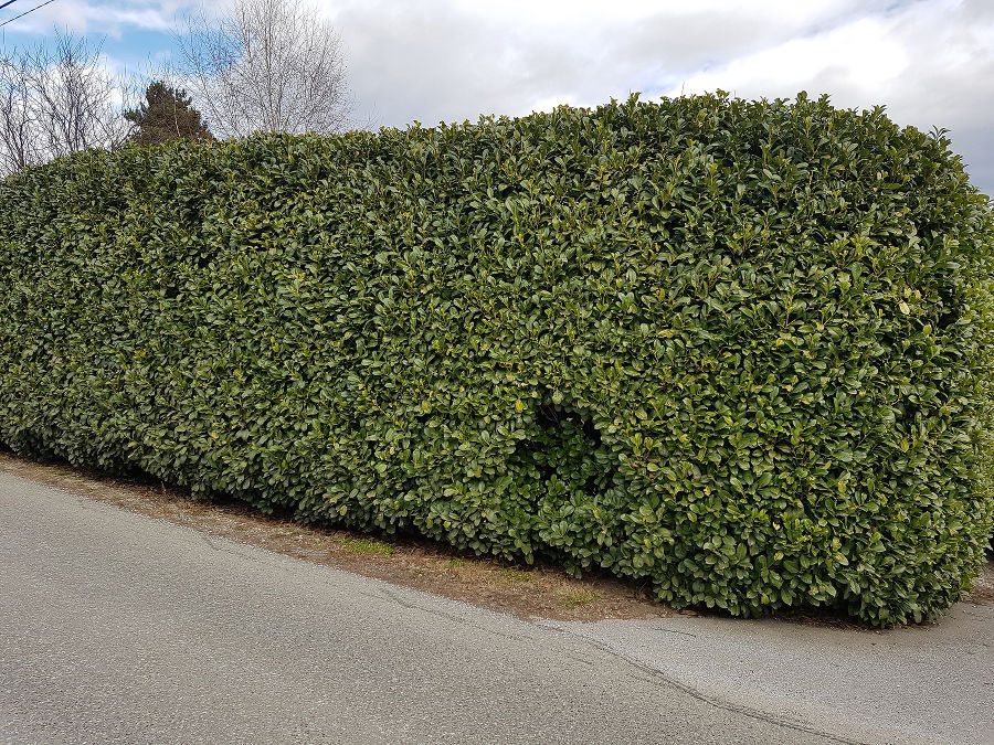 Lorbeerkirschhecke als lebender Gartenzaun