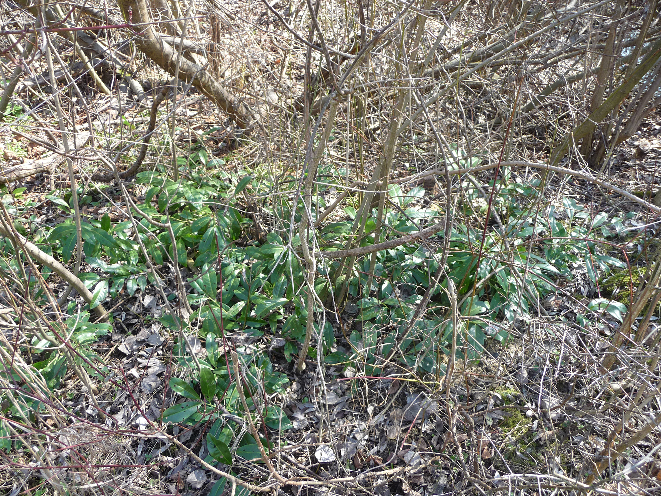 Verwilderter Bestand in einem Naturschutzgebiet