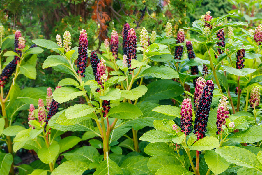 Fruchtende Asiatische Kermesbeere