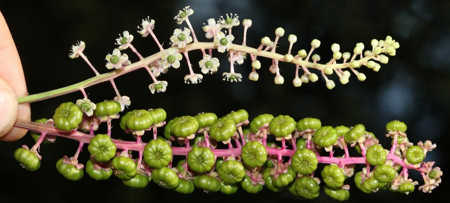 Oben Blüten- und unten unreifer Fruchtstand