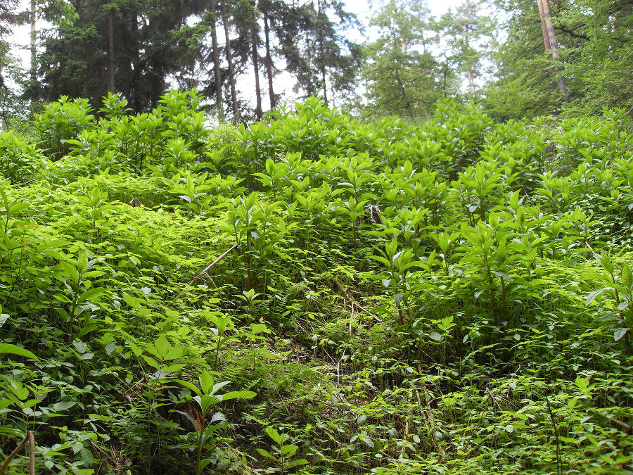 Dominanzbestand auf einer Waldlichtung im Frühjahr