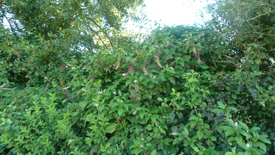 In Ausbreitung begriffene, blühende und fruchtende Exemplare in einer Wildhecke 