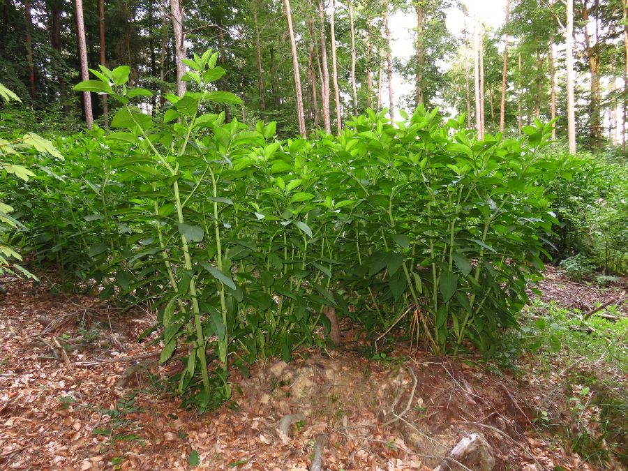 Noch nicht blühender Pflanzenbestand in einem lichten Wald