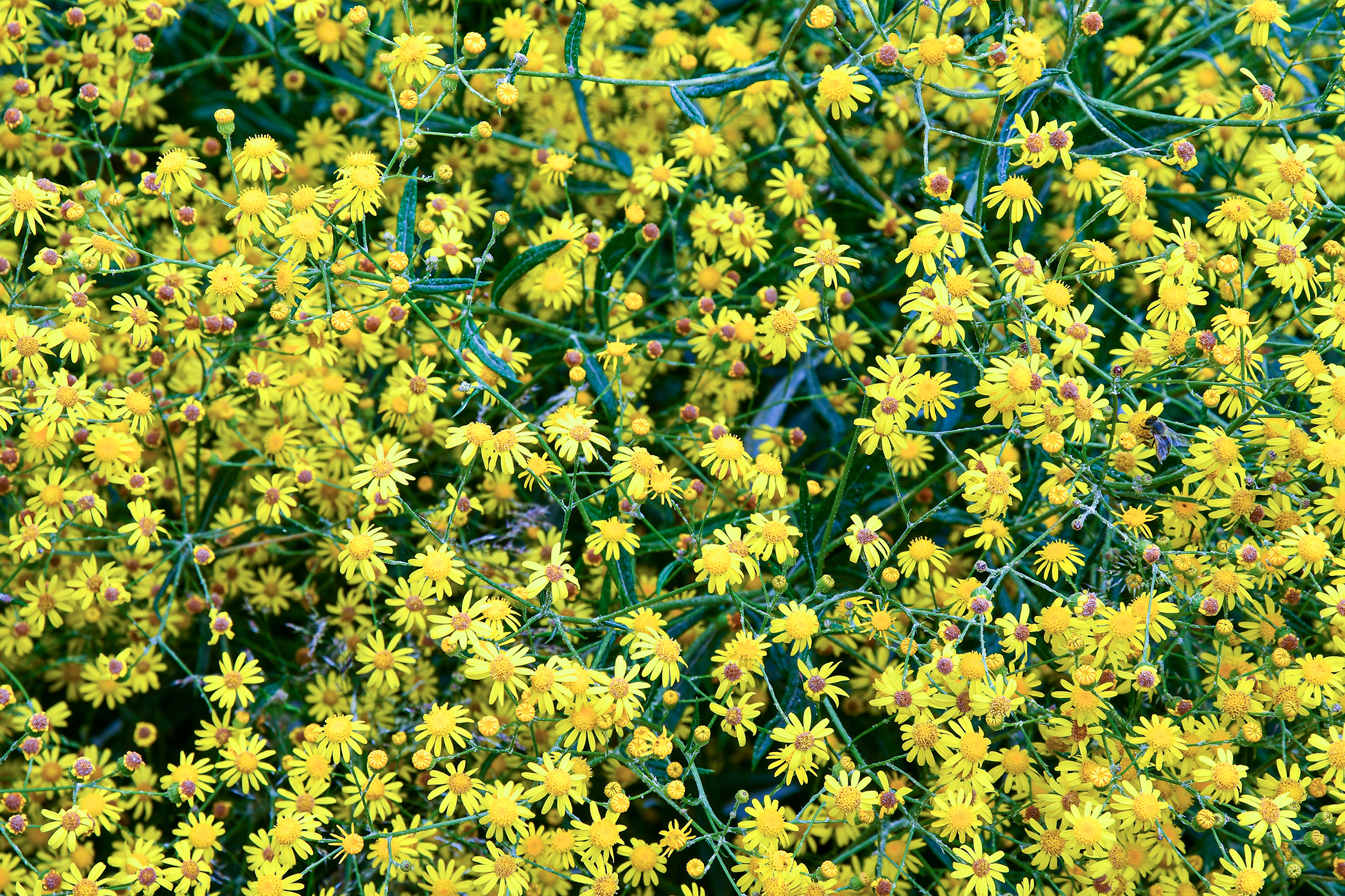 Pflanzen mit gelben Blütenköpfchen und langen, schmalen Blättern