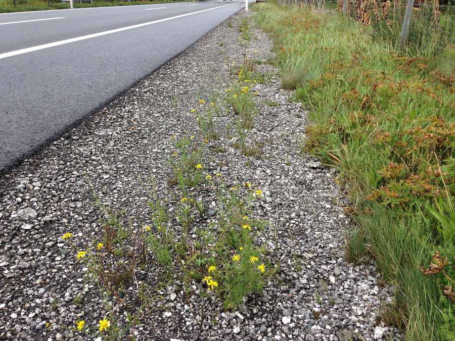 Blühende Pflanzen am Straßenrand