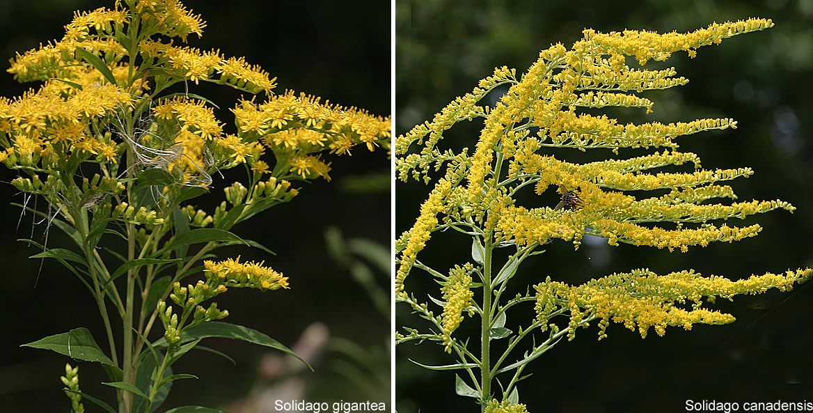 Blütenstände links: Riesen-Goldrute, rechts: Kanadische-Goldrute