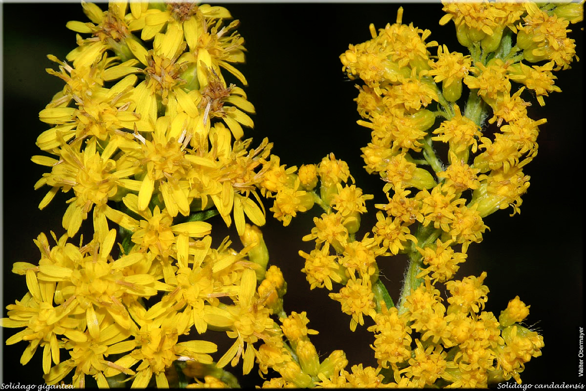 Ausschnitt aus den Blütenständen links: Riesen-, rechts: Kanadische Goldrute