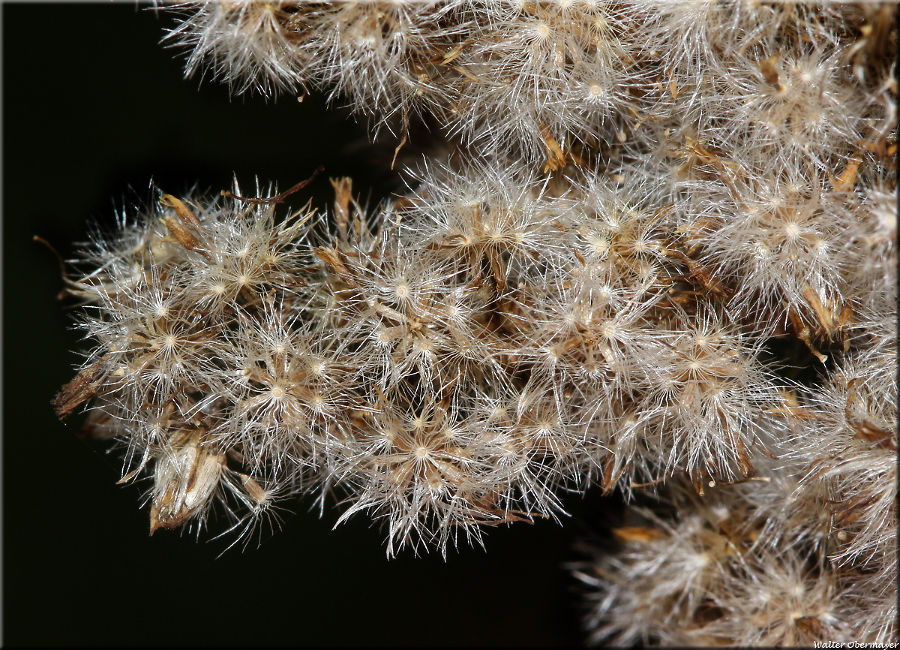 Flugfähige Samen mit Pappus