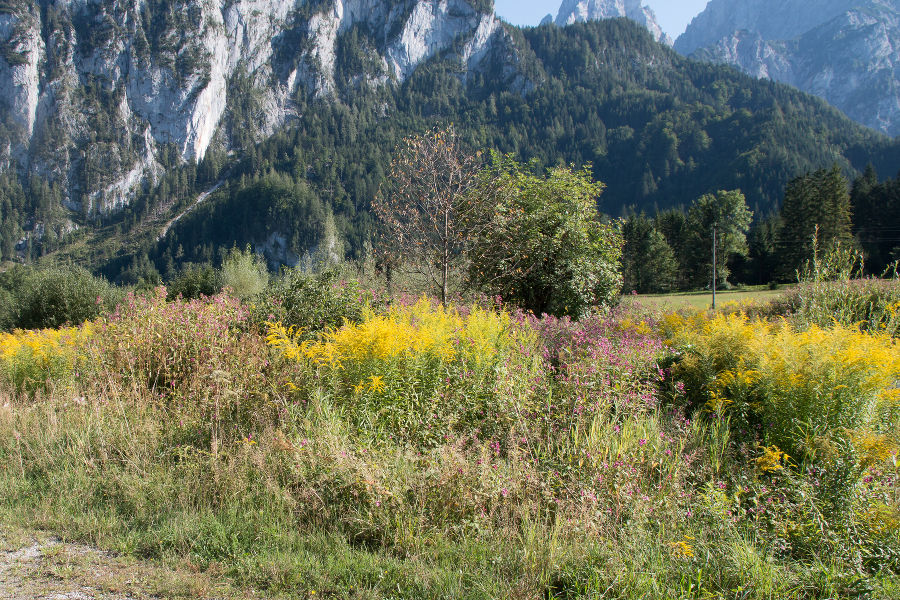 Goldruten-Springkrautflur  in einem Schutzgebiet