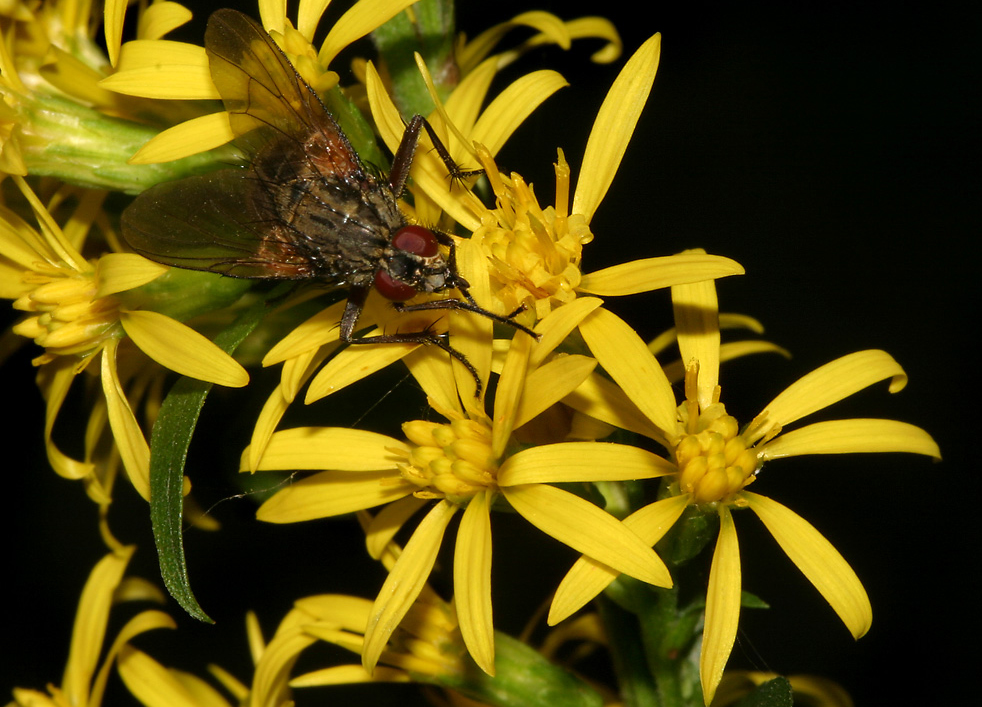 Fliege auf  Blüten des Heimischen Greiskrautes