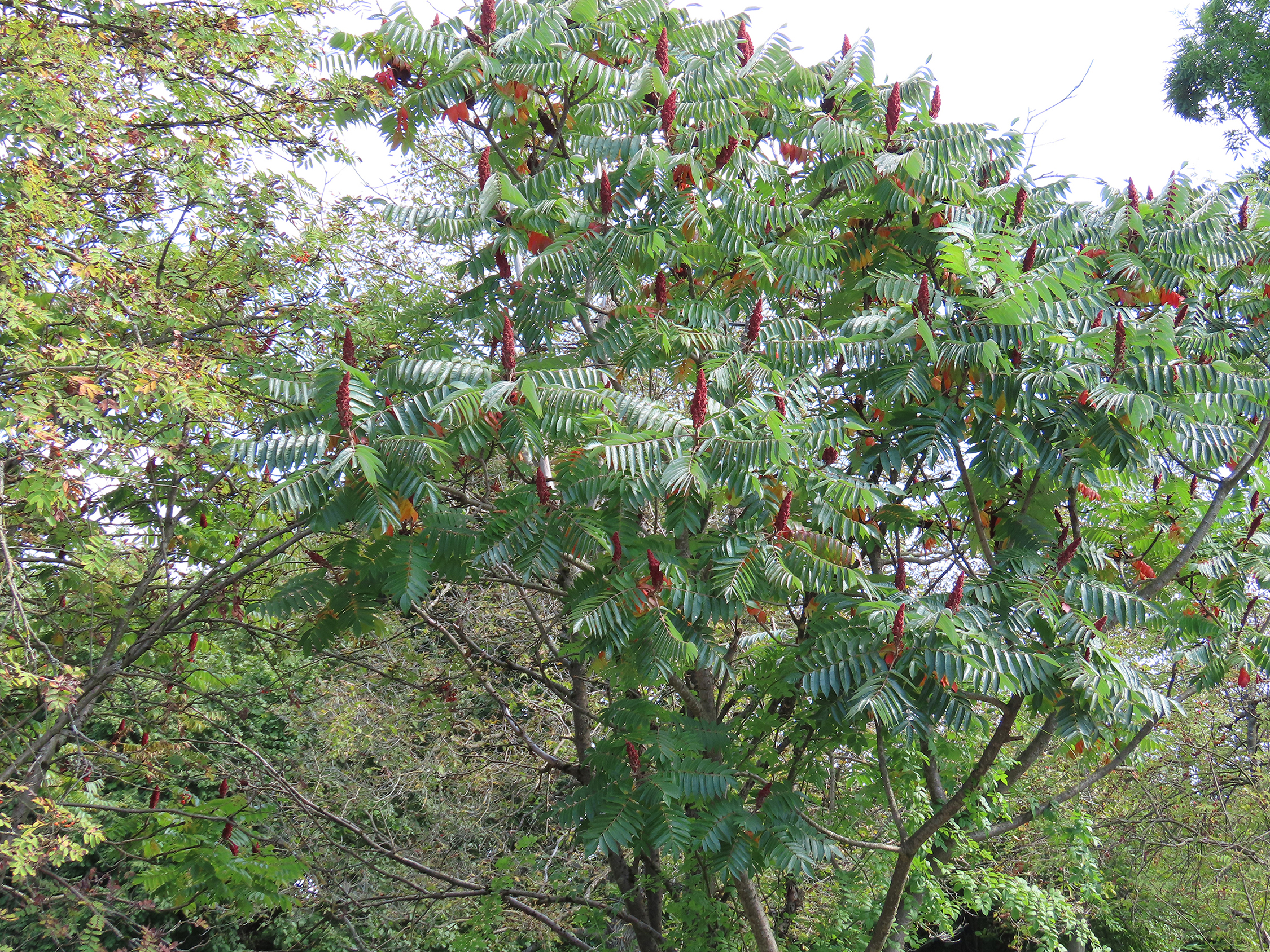 Essigbaum mit reifen Fruchtständen