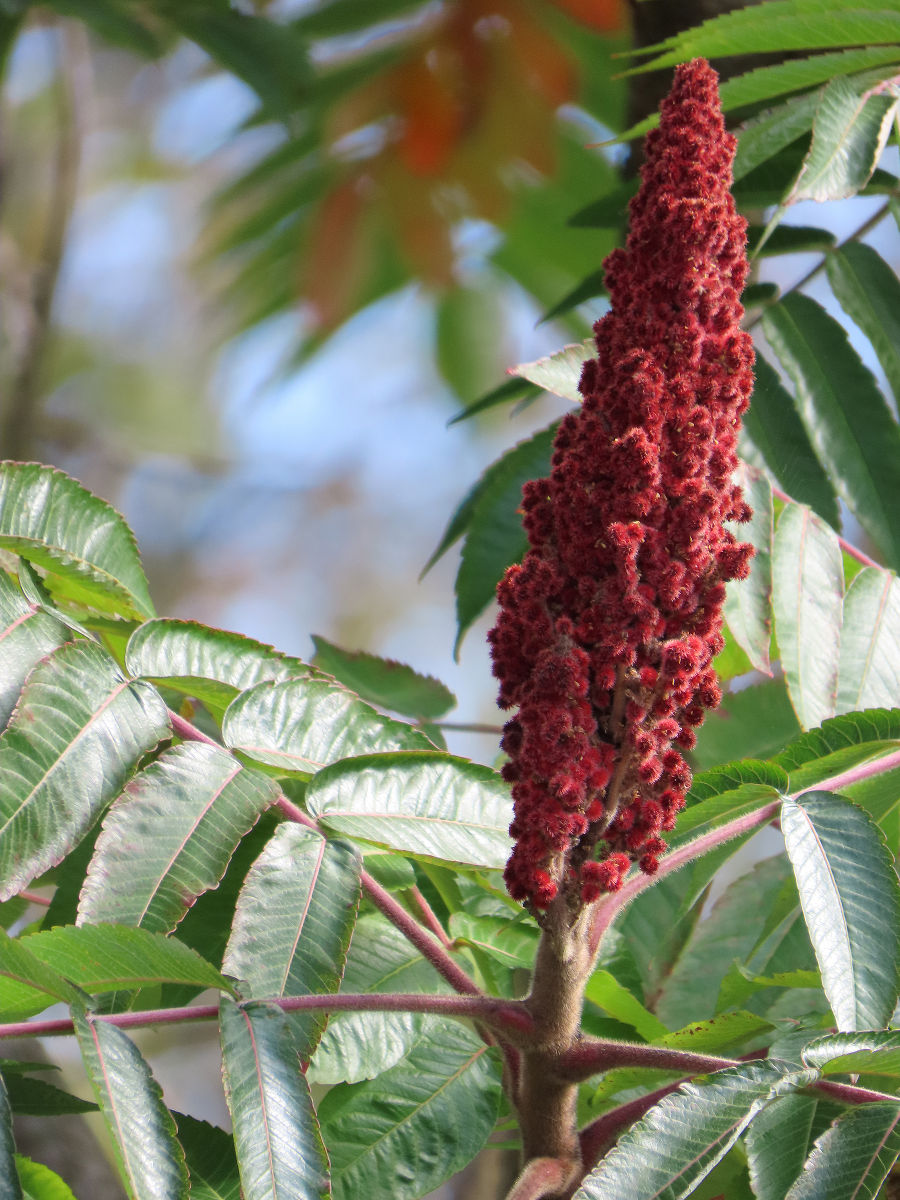 Reifer roter Fruchtstand