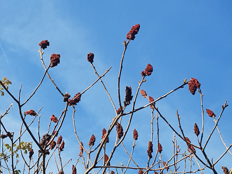 Alte Fruchstände bis zum Frühjahr am Baum verbleibend