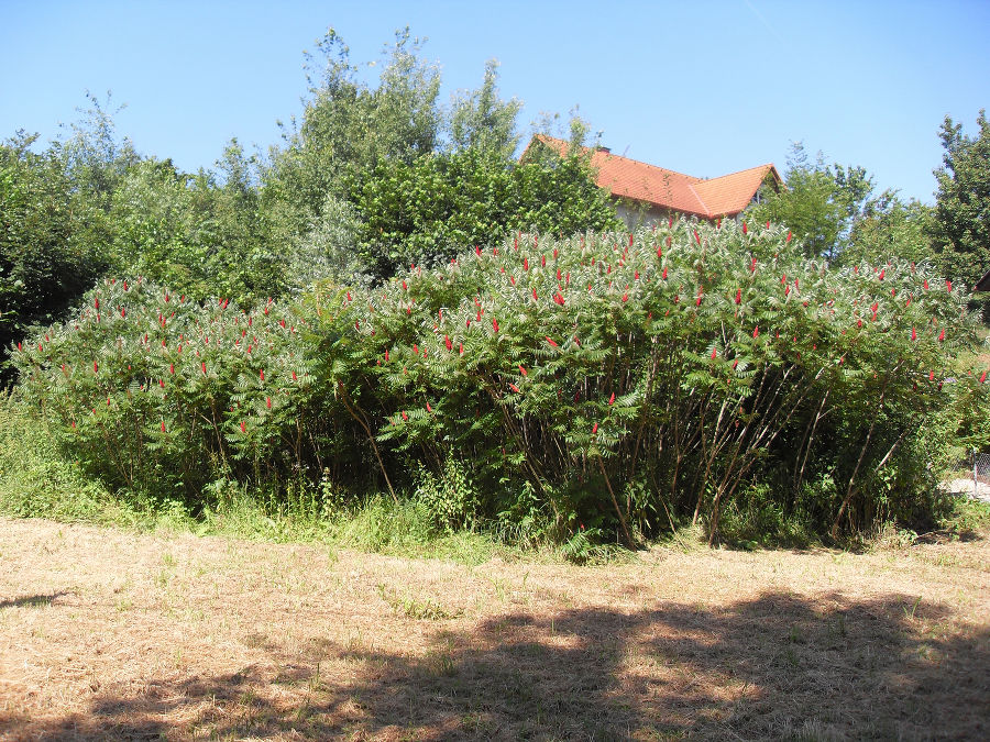 Dichter Jungbestand mit Fruchtständen