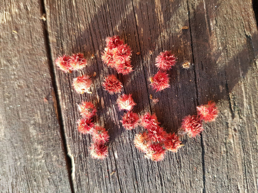 Einzelne behaarte Früchte Einzelne behaarte Früchte