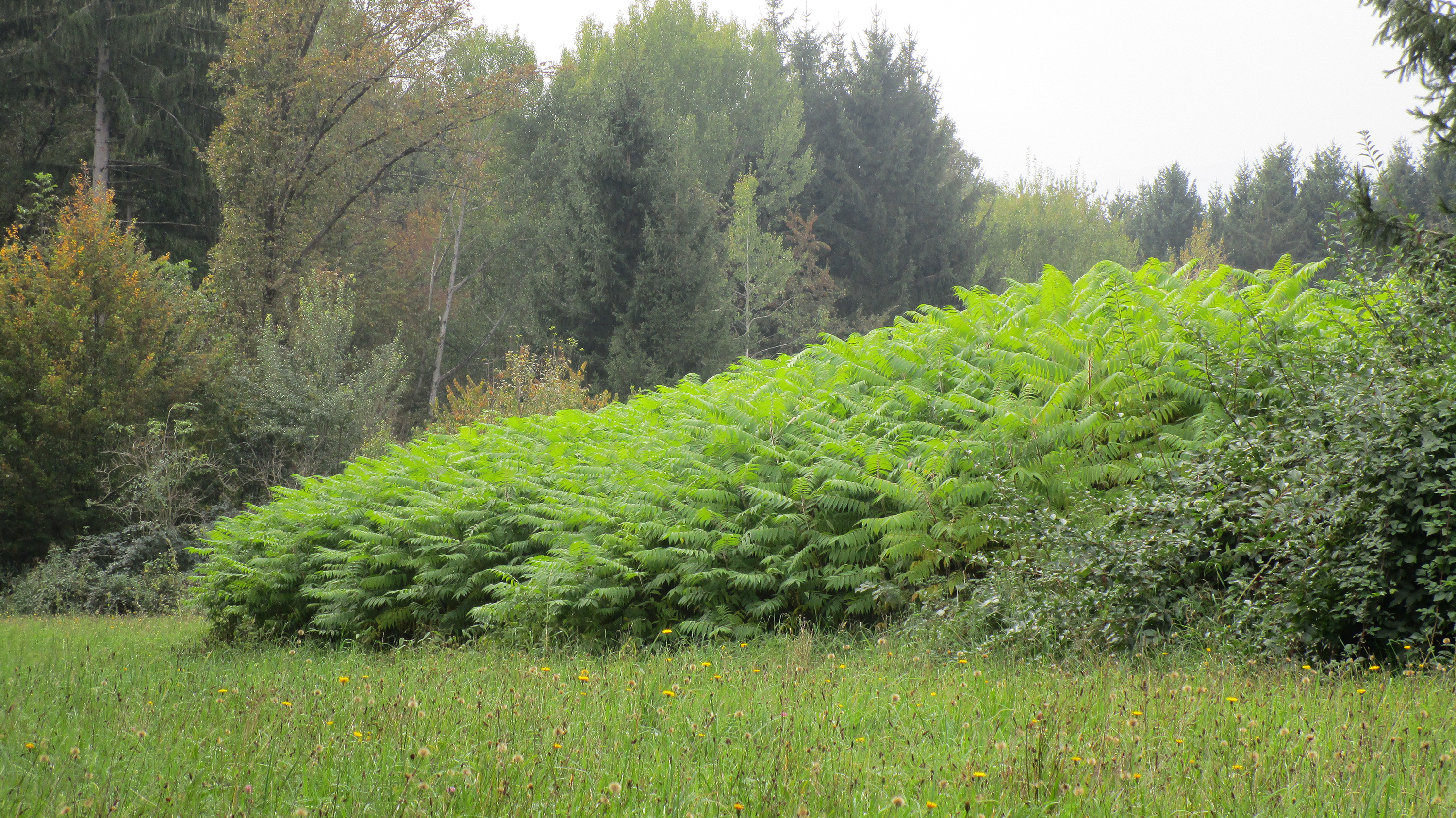 Sich stark verbreiternder Jungbestand auf einer Wiese