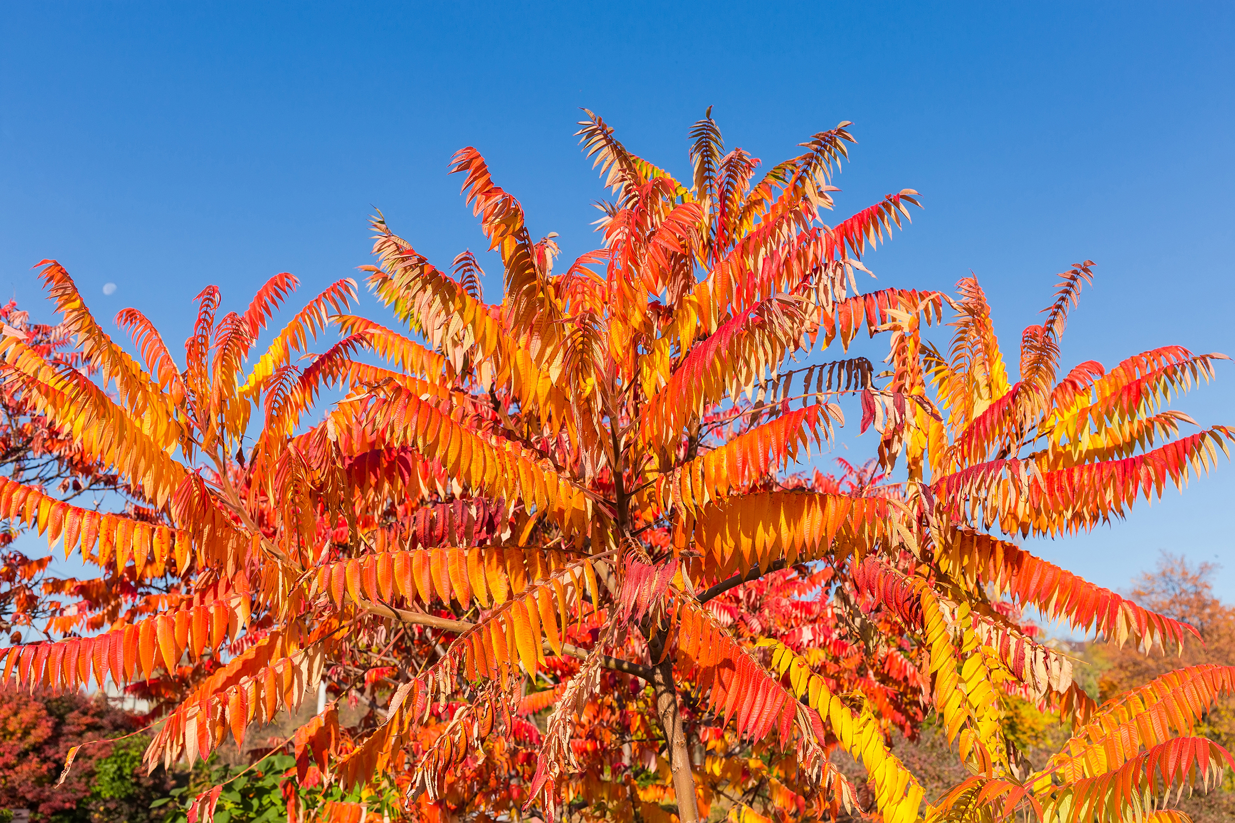 Herbstfärbung des Laubes