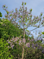Blühender junger Baum