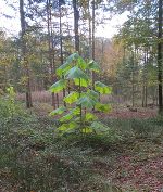 Junge verwilderte Paulownie in einem lichten Wald