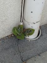 Jungpflanze wächst aus dem Spalt neben einer Dachrinne