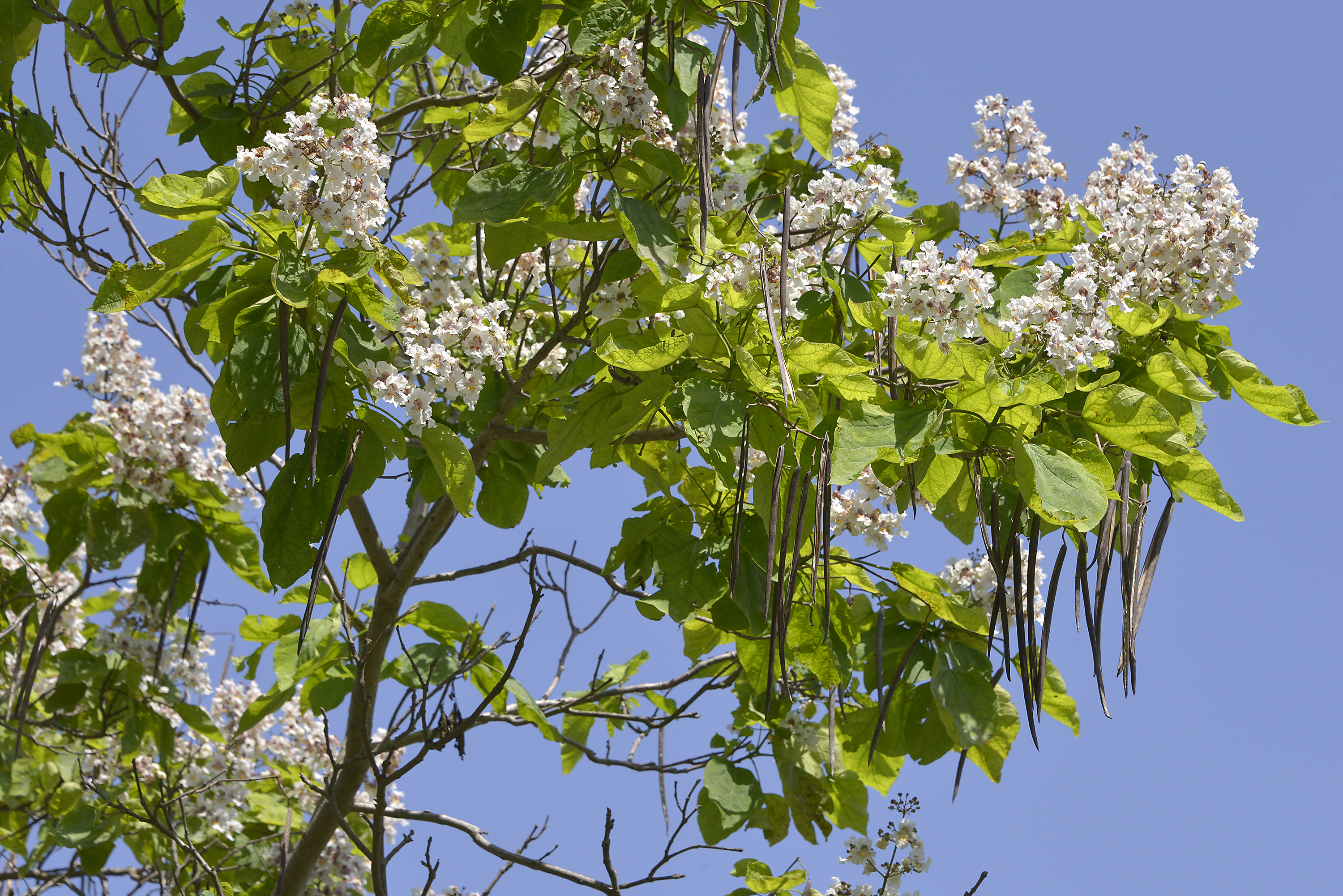 Blühender Trompetenbaum mit hängenden Früchten