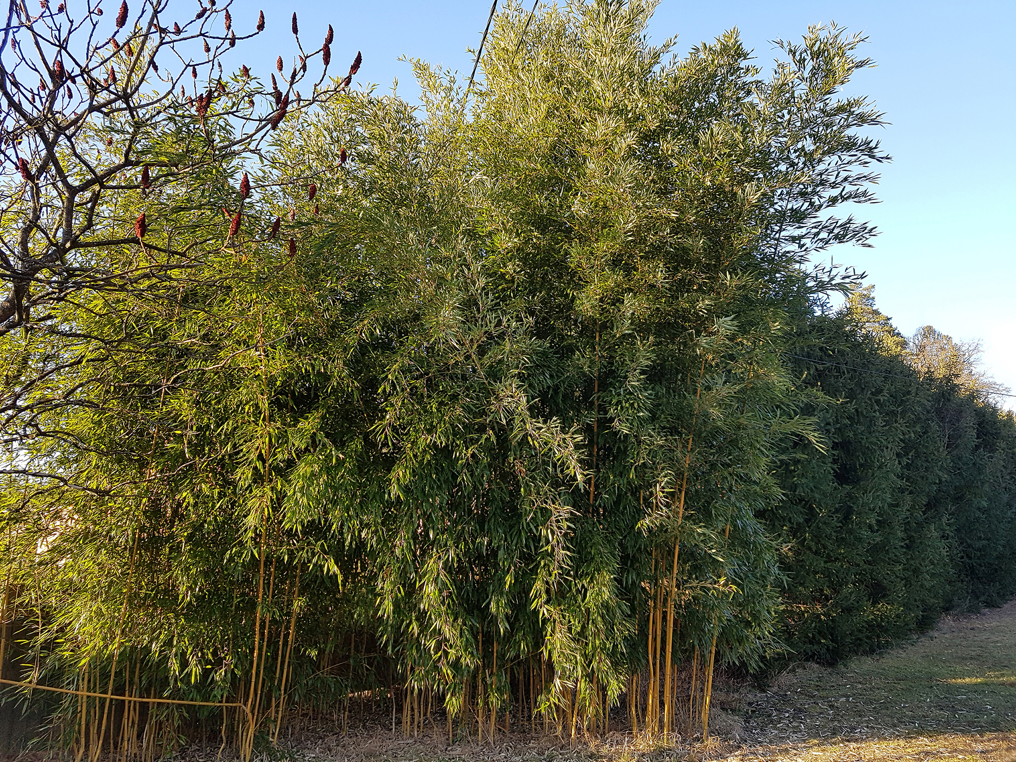 Phyllostachys Bestand in einem Garten