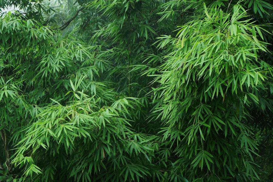 Flachrohr-Bambus, Phyllostachys